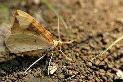 Eulithis.mellinata by James K. Lindsey. Used under a CC BY-SA 3.0 license.