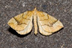 Eulithis.mellinata.7206 by Olei. Used under a CC BY-SA 3.0 license.