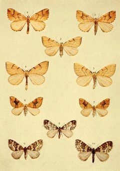 Moths of the British Isles Series2 Plate065 by Richard South. Used under a Public domain license.