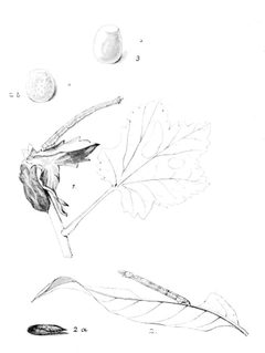 Moths of the British Isles Series2 Plate067 by Richard South. Used under a Public domain license.