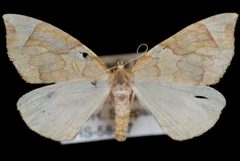 Eulithis propulsata by Jeremy deWaard, University of British Columbia. Used under a CC BY 3.0 license.