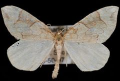 Eulithis propulsata1 by Jeremy deWaard, University of British Columbia. Used under a CC BY 3.0 license.