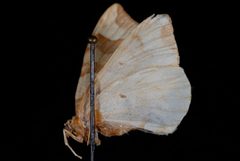 Eulithis propulsata2 by Jeremy deWaard, University of British Columbia. Used under a CC BY 3.0 license.