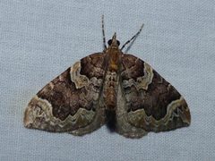 Eulithis serrataria by iNaturalist user: christine123. Used under a CC BY 4.0 license.