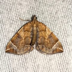 Eulithis testata 49655257 by Dan MacNeal. Used under a CC BY 4.0 license.