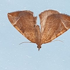 Eulithis testata 91815570 by Cilla Moerman. Used under a CC BY 4.0 license.