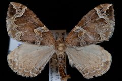 Eulithis xylina by Jeremy deWaard, University of British Columbia. Used under a CC BY 3.0 license.