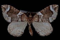 Eulithis xylina1 by Jeremy deWaard, University of British Columbia. Used under a CC BY 3.0 license.