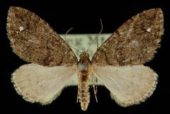 Hydriomena albifasciata by Jeremy deWaard, University of British Columbia. Used under a CC BY 3.0 license.