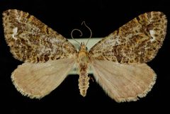 Hydriomena albifasciata1 by Jeremy deWaard, University of British Columbia. Used under a CC BY 3.0 license.
