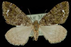Hydriomena albifasciata2 by Jeremy deWaard, University of British Columbia. Used under a CC BY 3.0 license.