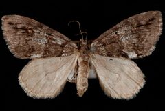 Hydriomena californiata by Jeremy deWaard, University of British Columbia. Used under a CC BY 3.0 license.