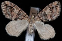 Hydriomena californiata1 by Jeremy deWaard, University of British Columbia. Used under a CC BY 3.0 license.
