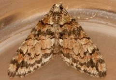 Hydriomena californiata2 by CBG Photography Group, Centre for Biodiversity Genomics. Used under a CC0 license.