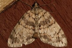 Hydriomena californiata3 by CBG Photography Group, Centre for Biodiversity Genomics. Used under a CC0 license.