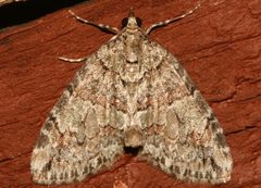 Hydriomena californiata4 by CBG Photography Group, Centre for Biodiversity Genomics. Used under a CC0 license.