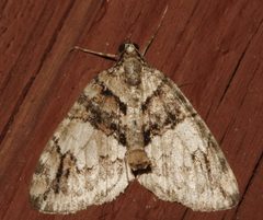 Hydriomena californiata5 by CBG Photography Group, Centre for Biodiversity Genomics. Used under a CC0 license.