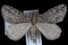 Hydriomena edenata by Jeremy deWaard, University of British Columbia. Used under a CC BY 3.0 license.