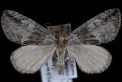 Hydriomena edenata1 by Jeremy deWaard, University of British Columbia. Used under a CC BY 3.0 license.