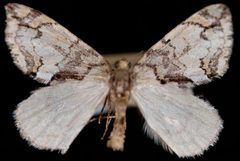 Hydriomena edenata2 by Jeremy deWaard, University of British Columbia. Used under a CC BY 3.0 license.
