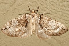 Hydriomena exculpata by CBG Photography Group, Centre for Biodiversity Genomics. Used under a CC0 license.