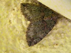 Hydriomena furcata by Lymantria. Used under a CC BY-SA 3.0 license.