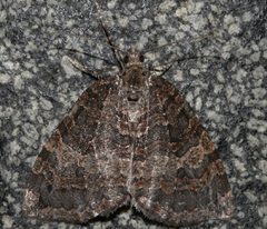 Hydriomena furcata 01 by CBG Photography Group, Centre for Biodiversity Genomics. Used under a CC0 license.