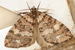 Hydriomena furcata 04 by CBG Photography Group, Centre for Biodiversity Genomics. Used under a CC0 license.
