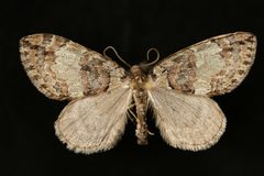 Hydriomena irata by Jeremy deWaard, University of British Columbia. Used under a CC BY 3.0 license.
