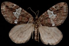 Hydriomena irata1 by Jeremy deWaard, University of British Columbia. Used under a CC BY 3.0 license.