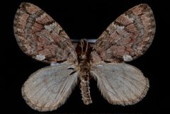 Hydriomena irata2 by Jeremy deWaard, University of British Columbia. Used under a CC BY 3.0 license.