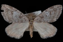 Hydriomena manzanita by Jeremy deWaard, University of British Columbia. Used under a CC BY 3.0 license.
