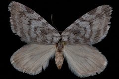 Hydriomena manzanita1 by Jeremy deWaard, University of British Columbia. Used under a CC BY 3.0 license.