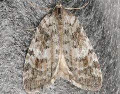 Hydriomena manzanita2 by CBG Photography Group, Centre for Biodiversity Genomics. Used under a CC0 license.