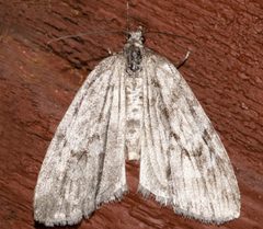 Hydriomena manzanita3 by CBG Photography Group, Centre for Biodiversity Genomics. Used under a CC0 license.