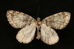 Hydriomena marinata by Jeremy deWaard, University of British Columbia. Used under a CC BY 3.0 license.