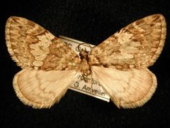 Hydriomena marinata1 by Jeremy deWaard, University of British Columbia. Used under a CC BY 3.0 license.