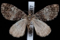 Hydriomena marinata2 by Jeremy deWaard, University of British Columbia. Used under a CC BY 3.0 license.