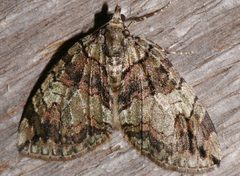 Hydriomena marinata 01 by CBG Photography Group, Centre for Biodiversity Genomics. Used under a CC0 license.