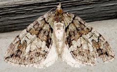 Hydriomena marinata 02 by CBG Photography Group, Centre for Biodiversity Genomics. Used under a CC0 license.