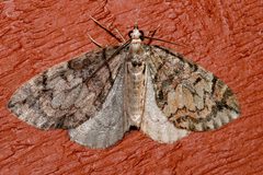Hydriomena marinata 03 by CBG Photography Group, Centre for Biodiversity Genomics. Used under a CC0 license.