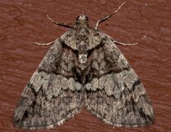 Hydriomena marinata 04 by CBG Photography Group, Centre for Biodiversity Genomics. Used under a CC0 license.