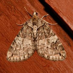 Hydriomena marinata 05 by CBG Photography Group, Centre for Biodiversity Genomics. Used under a CC0 license.