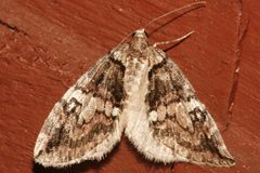 Hydriomena marinata 06 by CBG Photography Group, Centre for Biodiversity Genomics. Used under a CC0 license.