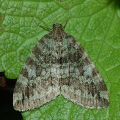 Hydriomena nubilofasciata-1 by Eugene Zelenko. Used under a CC BY-SA 4.0 license.