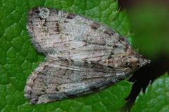 Hydriomena nubilofasciata-2 by Eugene Zelenko. Used under a CC BY-SA 4.0 license.