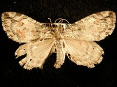 Hydriomena perfracta by Jeremy deWaard, University of British Columbia. Used under a CC BY 3.0 license.