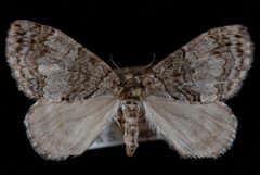 Hydriomena renunciata by Jeremy deWaard, University of British Columbia. Used under a CC BY 3.0 license.