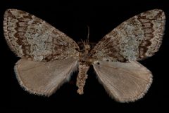 Hydriomena renunciata1 by Jeremy deWaard, University of British Columbia. Used under a CC BY 3.0 license.