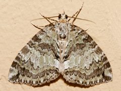 Hydriomena renunciata 01 by CBG Photography Group, Centre for Biodiversity Genomics. Used under a CC0 license.